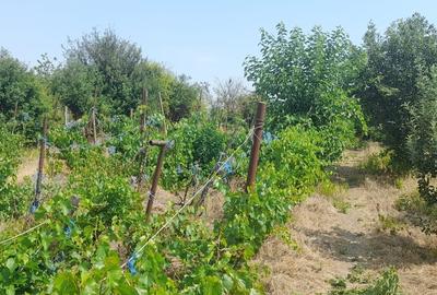 Calugareni, Jud. Giurgiu - 2