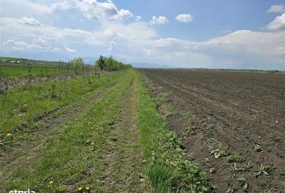 Oportunitate de investiție cu Exclusivitate! BOD, teren agricol! - 2