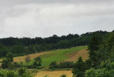 Casă cu 3 camere în Făget - 4