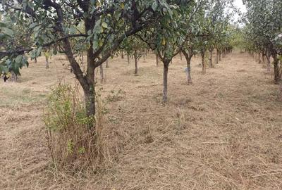 Vand casa Agrisu mare - 1