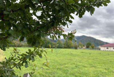 Teren 1,023mp Vadurele (Alexandru cel Bun) / Strada Steja... - 2