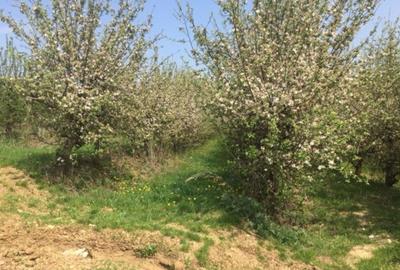 Teren de 30000 mp, în Exterior Vest - 4