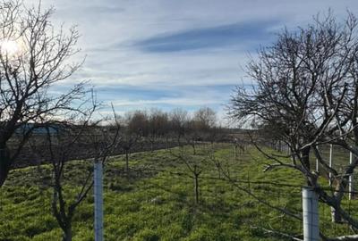 Teren de 1300 mp, în Curtișoara - 5