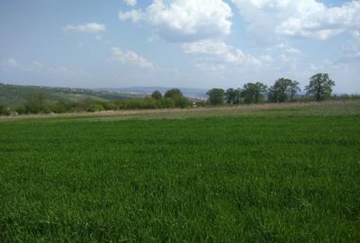 Păcurari-Platou Beldiman ( LA STEJARI SECULARI ) 490 mp , oportunitate reala - 4