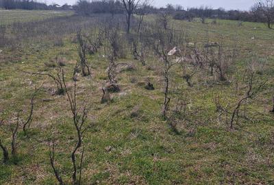 Spațiu comercial, în Central - 1