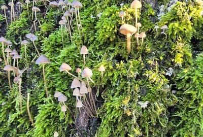 Casă cu 3 camere cu Teren 2000 Mp în Central - 4