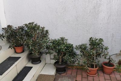 Casă cu 6 camere cu Teren 135 Mp în Alexandriei - 7