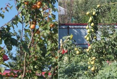 Casă individuală cu 5 camere cu Teren 1500 Mp în Dragalina (Cristinești) - 8