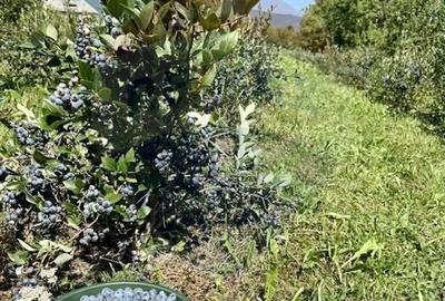 Teren 6,900mp Breb / Strada PRINCIPALA - 5