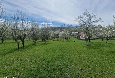 Teren de 3500 mp, în Ghioșești - 3