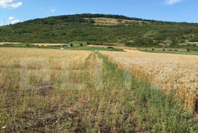 Teren intravin 2000 mp in Soimus - 4