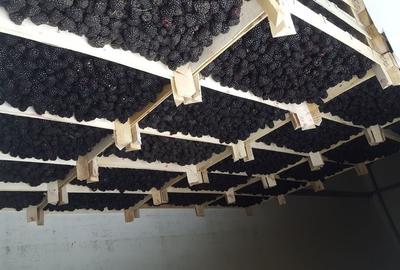 Teren de 60000 mp, în Albina - 8