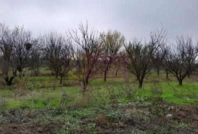 BARCANESTI -  casa +curte+teren 16k mp - 53