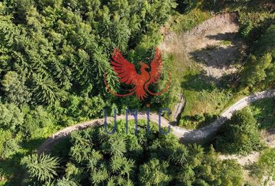 18000 mp de natura pura ,Lupeni, langa Straja 18000 mp de natura pura ,Lupeni, langa Straja - 29