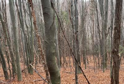 Padure la munte în Vamă Buzăului, Jud Brasov - 2