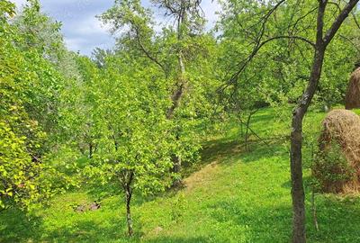 Teren în Șotrile - 7