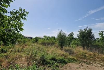 Domnesti - Ciutaci, vanzare 4 loturi de teren intravilan Domnesti - Ciutaci, vanzare 4 loturi de teren intravilan - 10