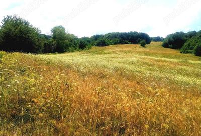Teren de 10000 mp, în Șeica Mare - 3