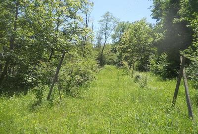 Teren de 10000 mp, în Central - 13