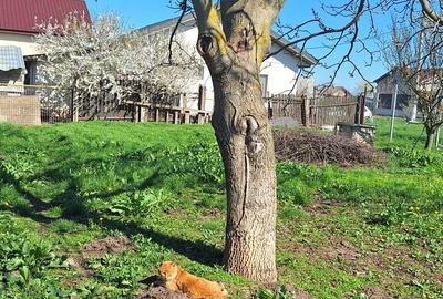 Casă cu 3 camere cu Teren 916 Mp în Central - 20