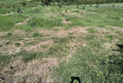 Teren de 8700 mp, în Ramna - 8