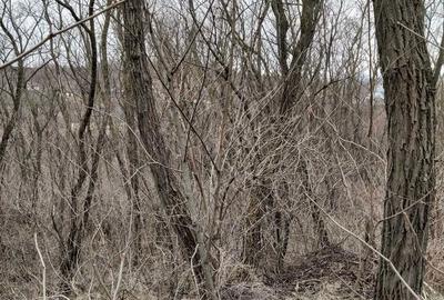 Casă cu 2 camere în Arsura - 1