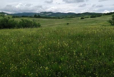 Teren de 4777 mp, în Posești - 1
