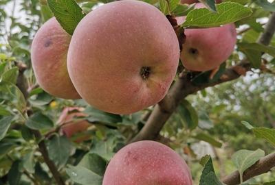 Cosereni, Ialomita - 5