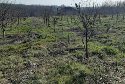 Spațiu comercial, în Fedeleșeni - 5