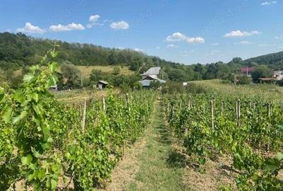 Vand casa Dragasani, Carcadiesti - 5