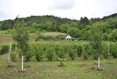 Teren de 3000 mp, în Fizeșu Gherlii - 8