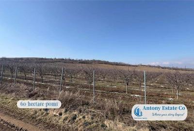 Oportunitate de investitie, Ferma Padurea Galbena - Cehal, Marghita - 6