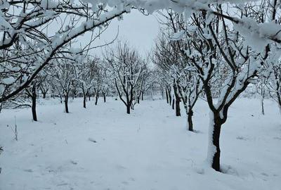 Teren de 11860 mp, în Călugăreni - 7