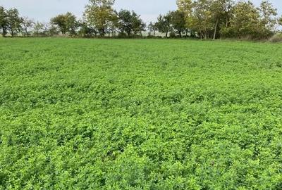 Teren Construcții intravilan de 6005 mp, în Șiriu - 7