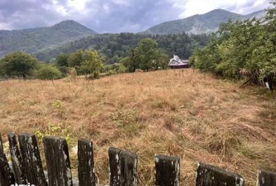 Teren de 3000 mp, în Oituz - 1