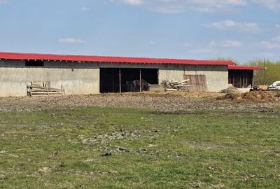 Teren de 60000 mp, în Stoenești - 3