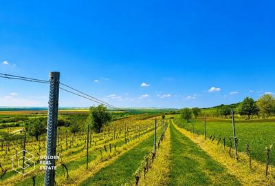 Teren agricol extravilan de 13439 mp, în Șiria - 7