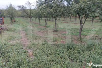 Casă cu 46 camere cu Teren 873 Mp în Central - 1