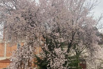 Casă cu 12 camere cu Teren 380 Mp în Orașul Vechi - 2