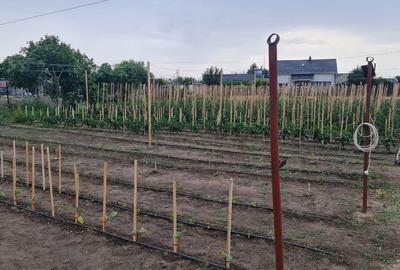 Casă de vânzare Topraisar - 3