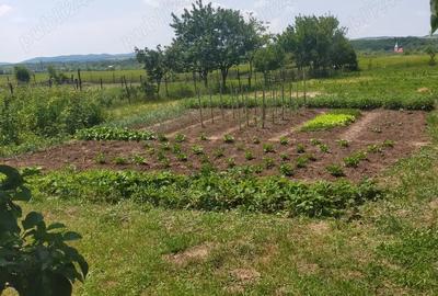 Vand casa Ru?ii Munti - 1