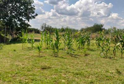 Casă cu 2 camere cu Teren 1939 Mp în Ghioroc - 2