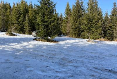 Teren 5000 mp in Baisoara, langa pensiunea Skiland si cabana Merlin! Teren 5000 mp in Baisoara, langa pensiunea Skiland si cabana Merlin! - 1