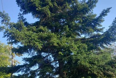 Casa cu teren Plopsoru, Giurgiu - 2