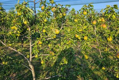 Vand teren 2000mp-Livada-Arad. - 5