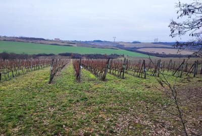 Spațiu comercial, în Viile Satu Mare - 12