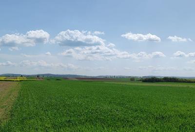 Casă individuală cu 4 camere cu Canalizare în Ciuhoi - 7