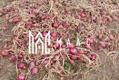 Casă cu 4 camere cu Teren 60000 Mp în Central - 7