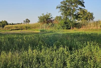 Teren intravilan 1,733mp Mitocasi, Suceava - 12