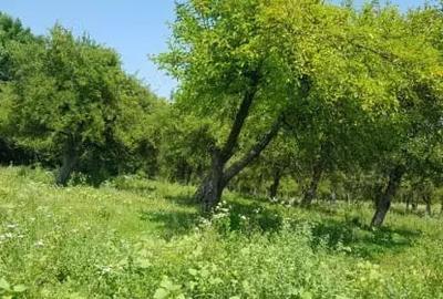 Teren de 5000 mp, în Mușcel - 4